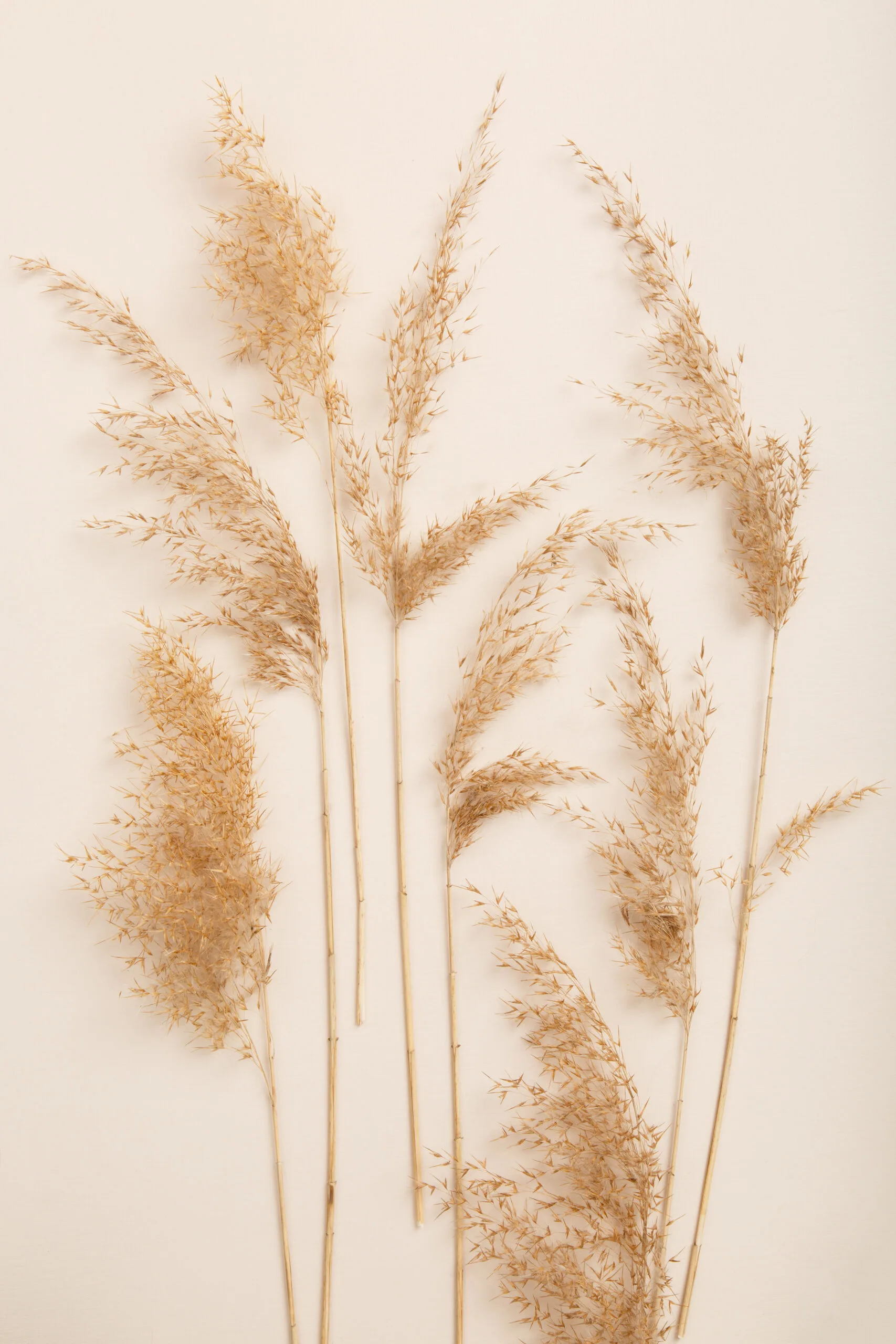 Decorative dried pampas grass arrangement against a neutral beige background, offering a minimalist and elegant aesthetic.